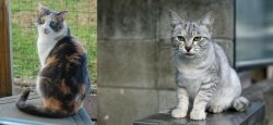 Dilute Calico vs Australian Mist - Breed Comparison