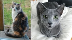 Dilute Calico vs Blue Russian - Breed Comparison