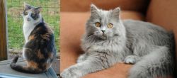 Dilute Calico vs British Semi-Longhair - Breed Comparison