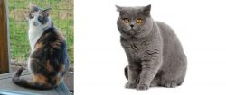 Dilute Calico vs British Shorthair - Breed Comparison