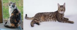 Dilute Calico vs California Spangled Cat - Breed Comparison