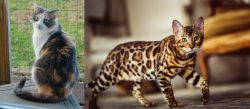 Dilute Calico vs Cheetoh - Breed Comparison