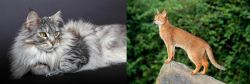 Domestic Longhaired Cat vs Abyssinian - Breed Comparison