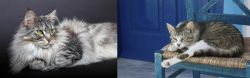 Domestic Longhaired Cat vs Aegean - Breed Comparison