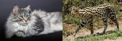 Domestic Longhaired Cat vs African Serval - Breed Comparison