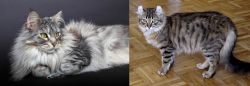 Domestic Longhaired Cat vs American Curl - Breed Comparison