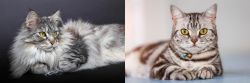 Domestic Longhaired Cat vs American Shorthair - Breed Comparison