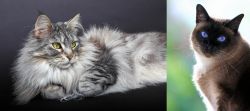 Domestic Longhaired Cat vs Applehead Siamese - Breed Comparison