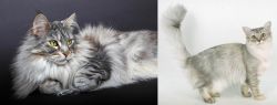 Domestic Longhaired Cat vs Asian Semi-Longhair - Breed Comparison
