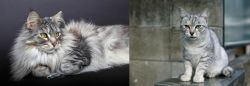 Domestic Longhaired Cat vs Australian Mist - Breed Comparison