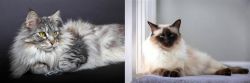 Domestic Longhaired Cat vs Balinese - Breed Comparison