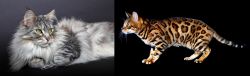 Domestic Longhaired Cat vs Bengal - Breed Comparison