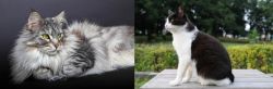 Domestic Longhaired Cat vs Bicolor - Breed Comparison