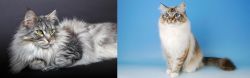 Domestic Longhaired Cat vs Birman - Breed Comparison