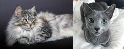 Domestic Longhaired Cat vs Blue Russian - Breed Comparison