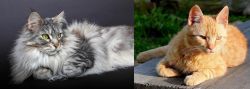 Domestic Longhaired Cat vs Brazilian Shorthair - Breed Comparison
