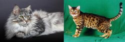 Domestic Longhaired Cat vs Bristol - Breed Comparison