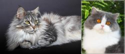 Domestic Longhaired Cat vs British Longhair - Breed Comparison