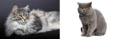 Domestic Longhaired Cat vs British Shorthair - Breed Comparison