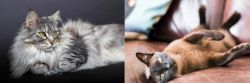 Domestic Longhaired Cat vs Burmese - Breed Comparison
