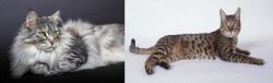 Domestic Longhaired Cat vs California Spangled Cat - Breed Comparison