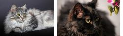 Domestic Longhaired Cat vs Chantilly/Tiffany - Breed Comparison