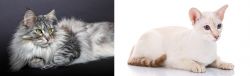 Domestic Longhaired Cat vs Colorpoint Shorthair - Breed Comparison