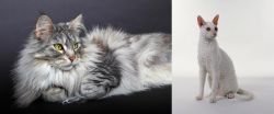 Domestic Longhaired Cat vs Cornish Rex - Breed Comparison