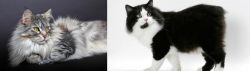 Domestic Longhaired Cat vs Cymric - Breed Comparison