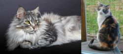 Domestic Longhaired Cat vs Dilute Calico - Breed Comparison