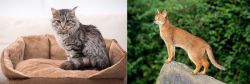 Domestic Mediumhair vs Abyssinian - Breed Comparison