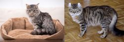 Domestic Mediumhair vs American Curl - Breed Comparison