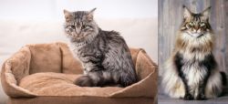 Domestic Mediumhair vs American Longhair - Breed Comparison
