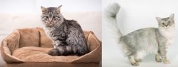 Domestic Mediumhair vs Asian Semi-Longhair - Breed Comparison