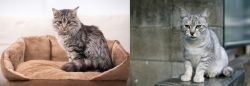 Domestic Mediumhair vs Australian Mist - Breed Comparison