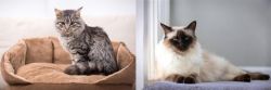 Domestic Mediumhair vs Balinese - Breed Comparison