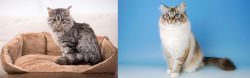 Domestic Mediumhair vs Birman - Breed Comparison