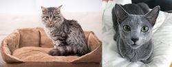 Domestic Mediumhair vs Blue Russian - Breed Comparison
