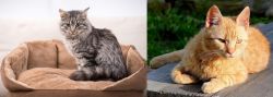Domestic Mediumhair vs Brazilian Shorthair - Breed Comparison
