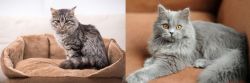 Domestic Mediumhair vs British Semi-Longhair - Breed Comparison