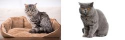 Domestic Mediumhair vs British Shorthair - Breed Comparison