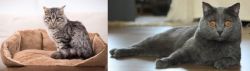 Domestic Mediumhair vs Chartreux - Breed Comparison