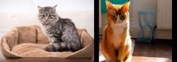 Domestic Mediumhair vs Chausie - Breed Comparison