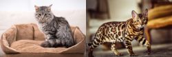 Domestic Mediumhair vs Cheetoh - Breed Comparison