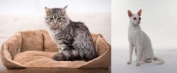 Domestic Mediumhair vs Cornish Rex - Breed Comparison