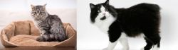 Domestic Mediumhair vs Cymric - Breed Comparison