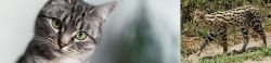 Domestic Shorthaired Cat vs African Serval - Breed Comparison
