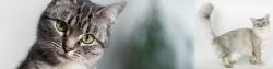 Domestic Shorthaired Cat vs Asian Semi-Longhair - Breed Comparison