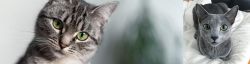 Domestic Shorthaired Cat vs Blue Russian - Breed Comparison