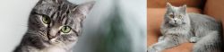 Domestic Shorthaired Cat vs British Semi-Longhair - Breed Comparison